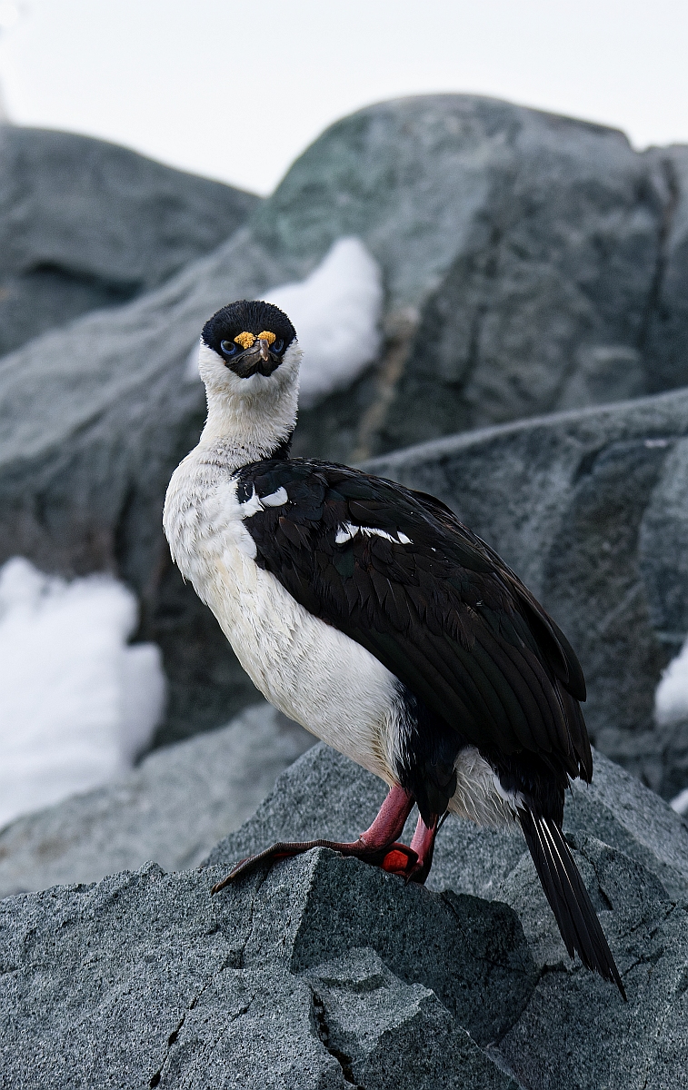 Antarktischer Kormoran.jpg