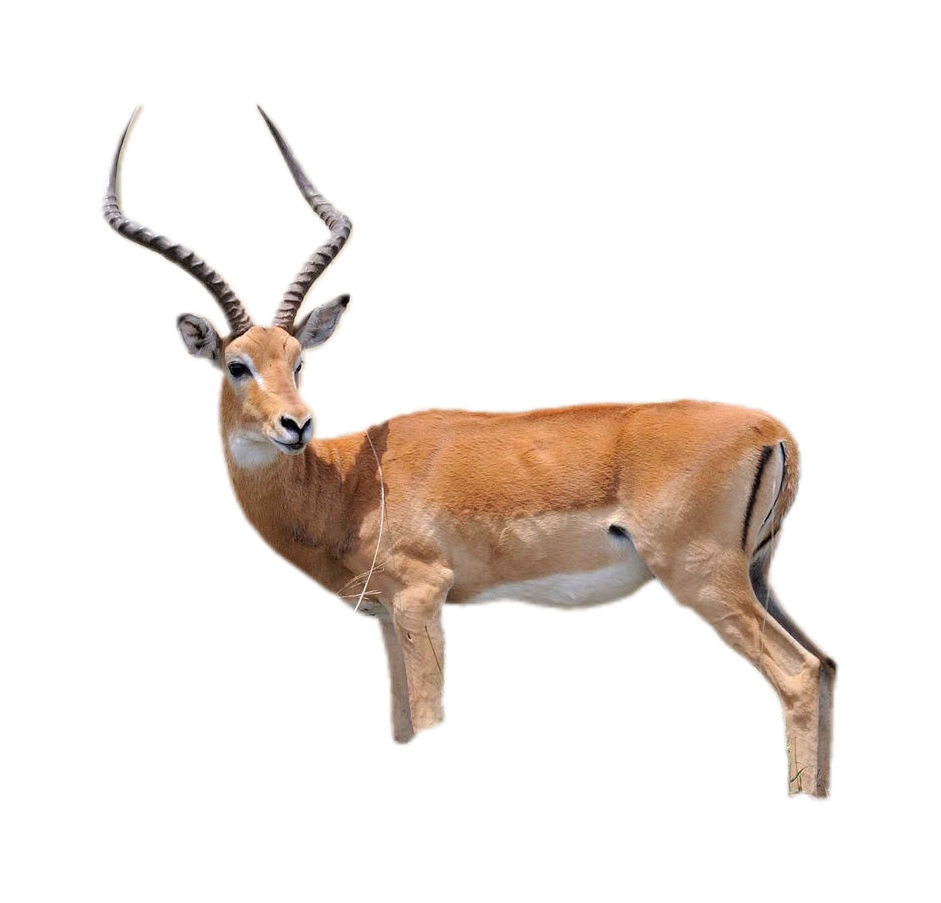 Antilope freist