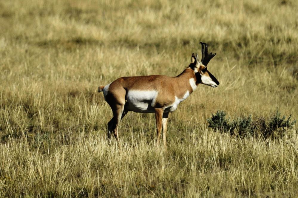 Antilope