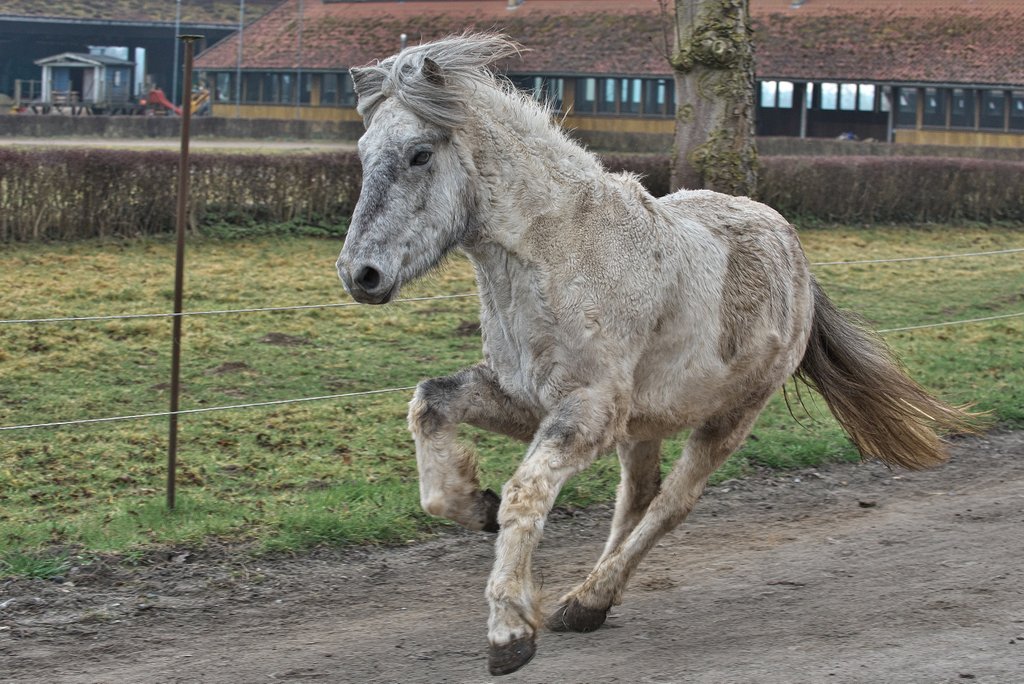 Anweiden Trappe (25).jpg