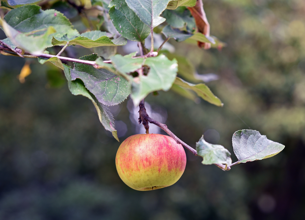 apfel.jpg