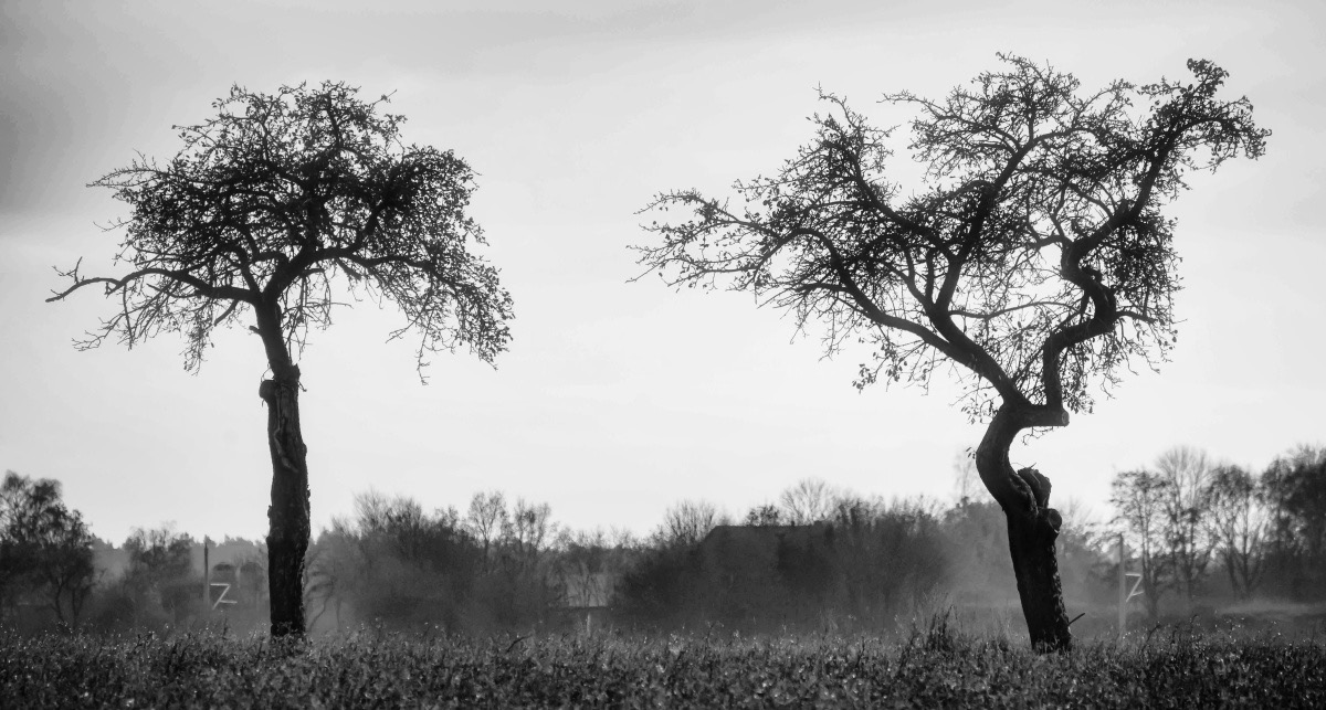 Apfelbäume BW.jpg