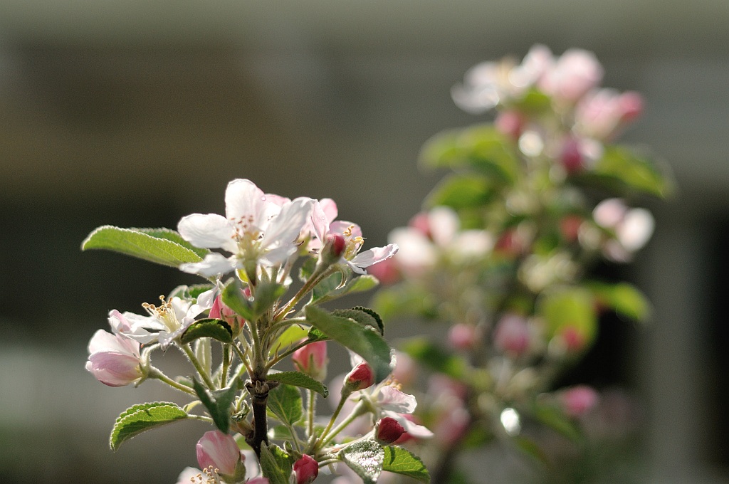 Apfelbaum 079