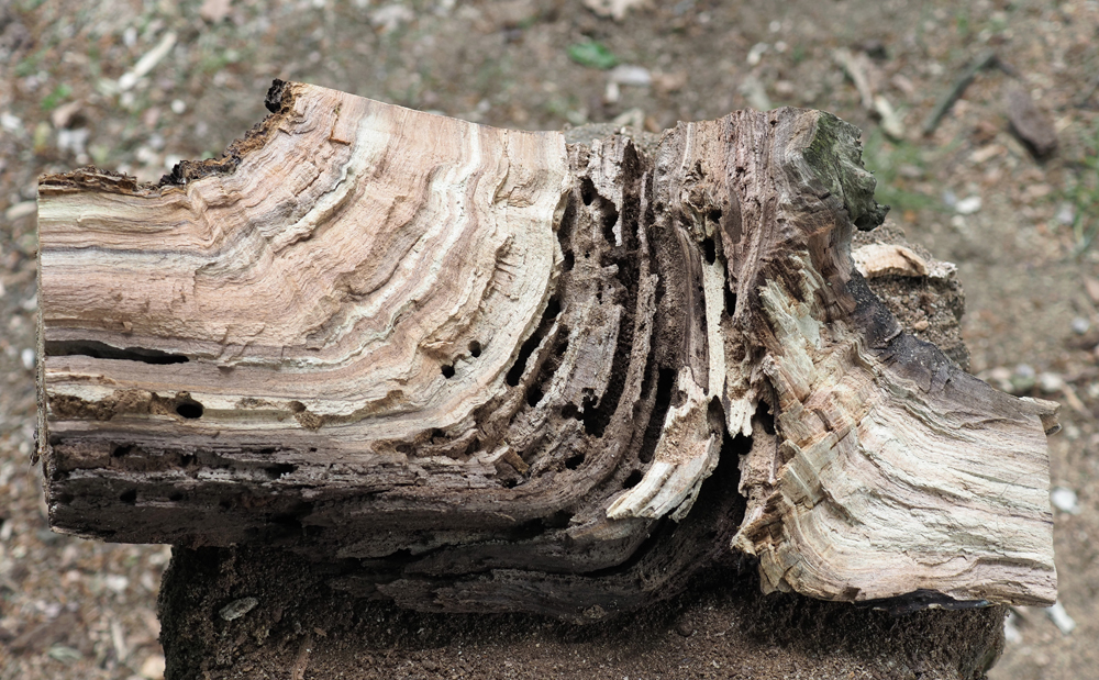 Apfelbaum innen.jpg