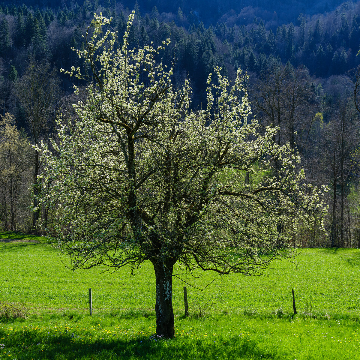 Apfelbaum.jpg