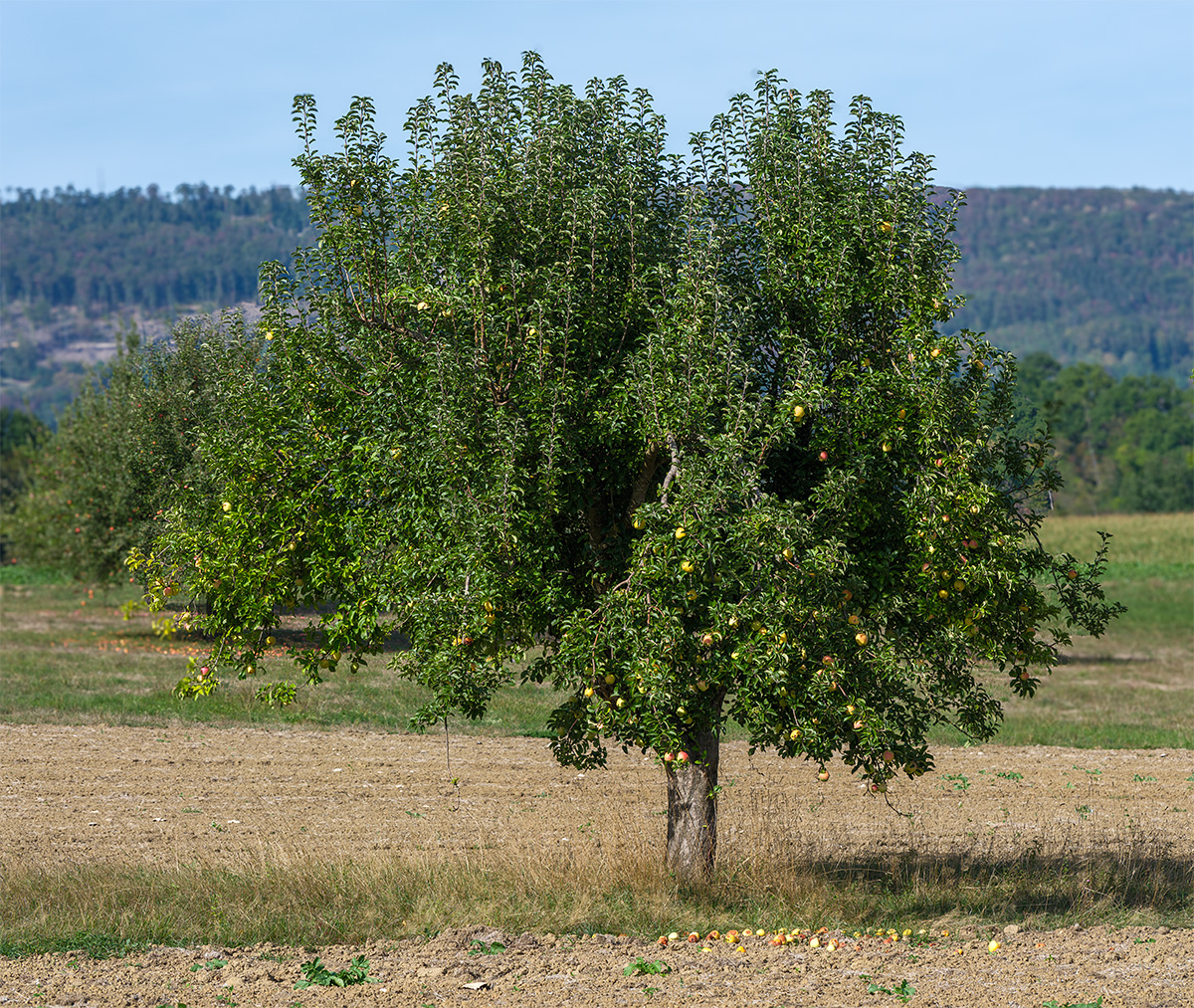 Apfelbaum.jpg