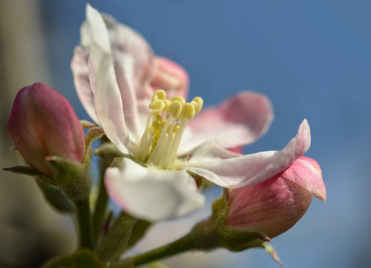 apfelblüte 2019 1200