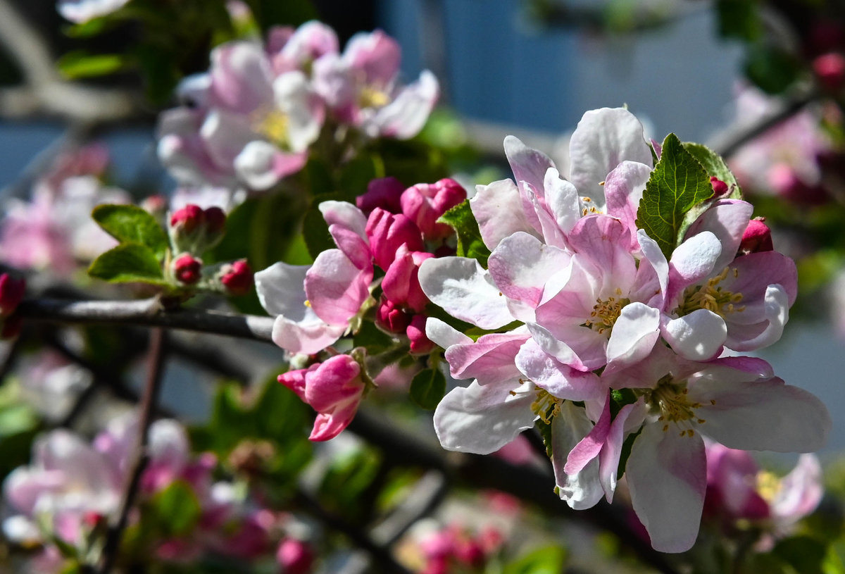 Apfelblüte 588.jpg