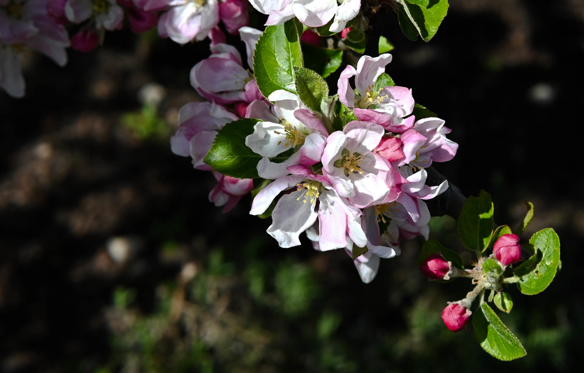 Apfelblüte 593.jpg