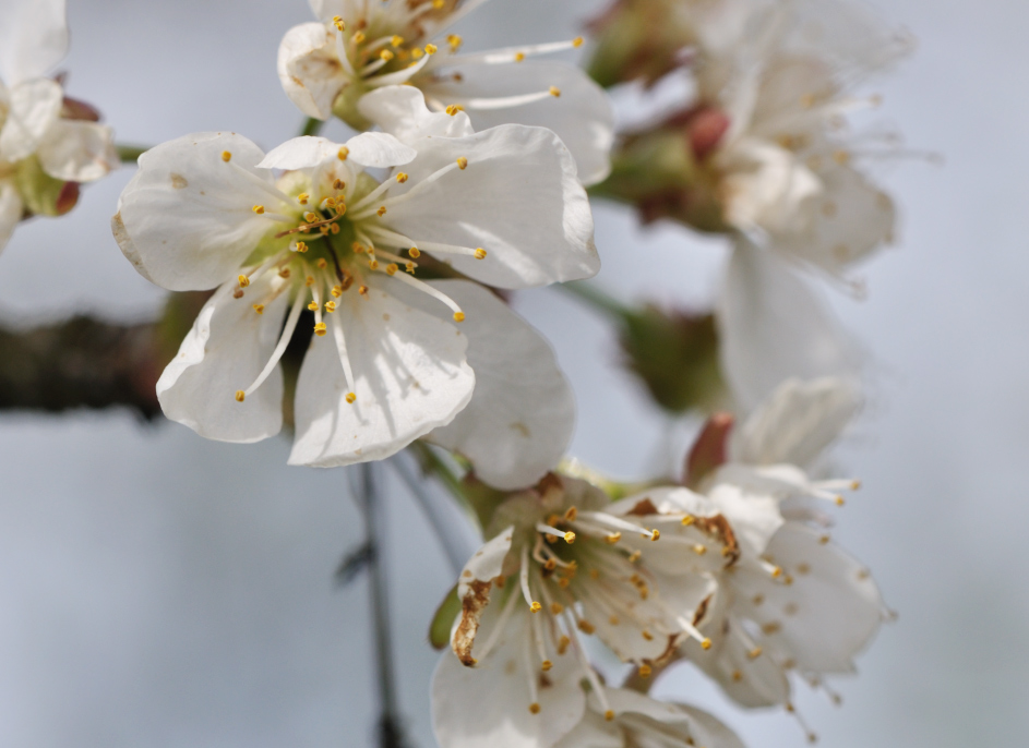 Apfelblüte f7,1 iso200 100s