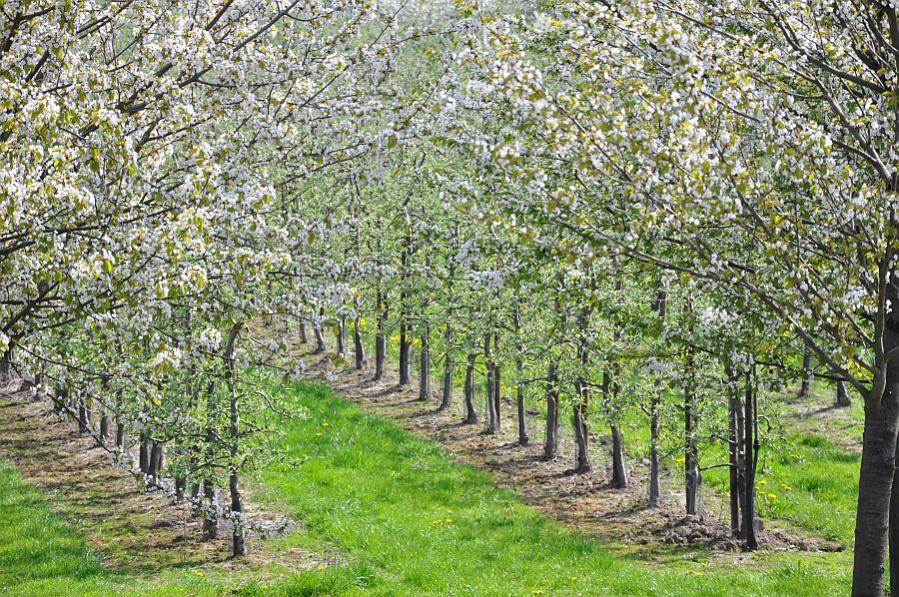 Apfelblüte im altem Land