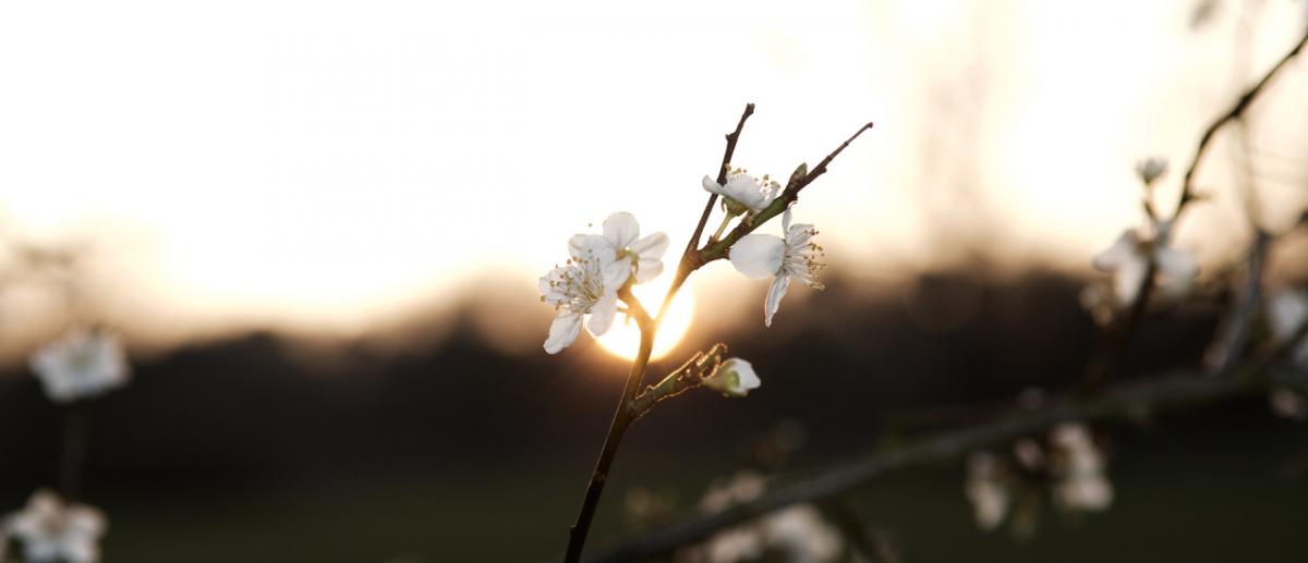 Apfelblüte