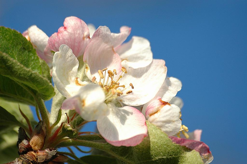 Apfelblüte