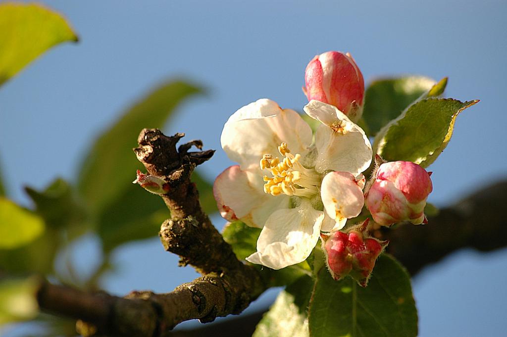 Apfelblüte
