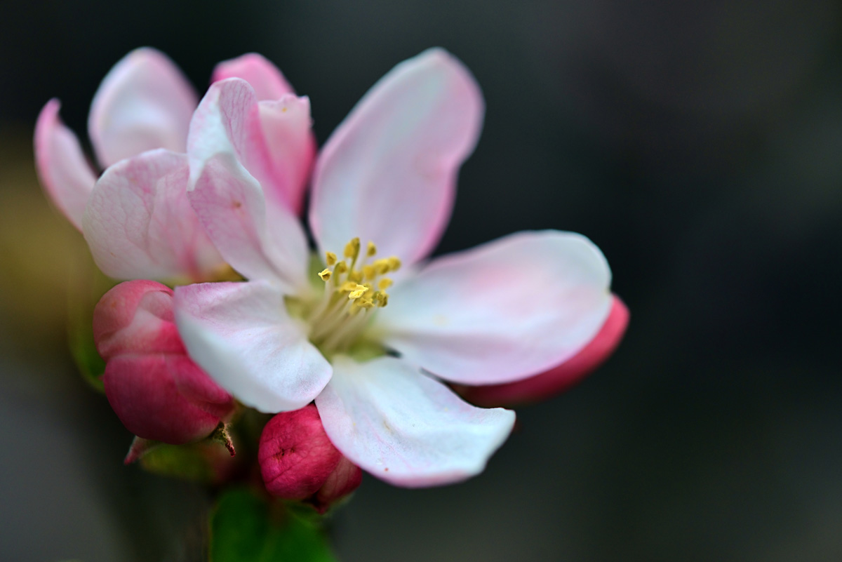 apfelblüte_1201.jpg