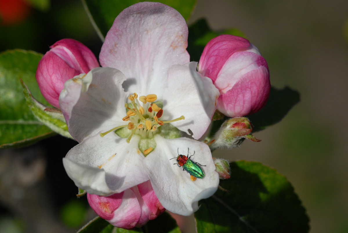 Apfelblüte_18_04_2019_1200.jpg