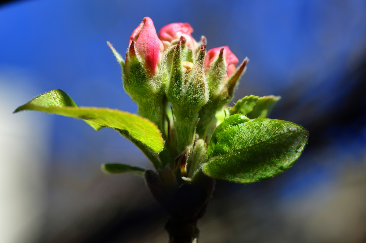 apfelblüte_2020_1200.jpg