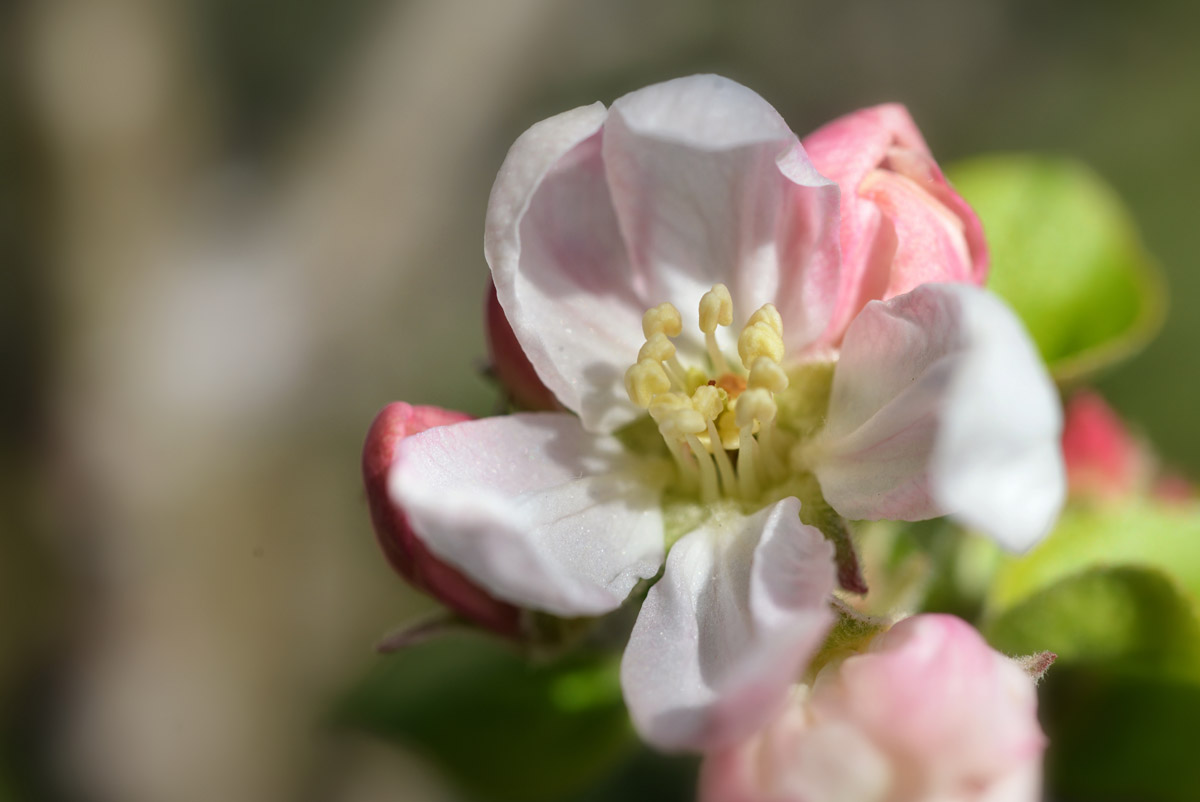 apfelblüte_2020_1200_1.jpg