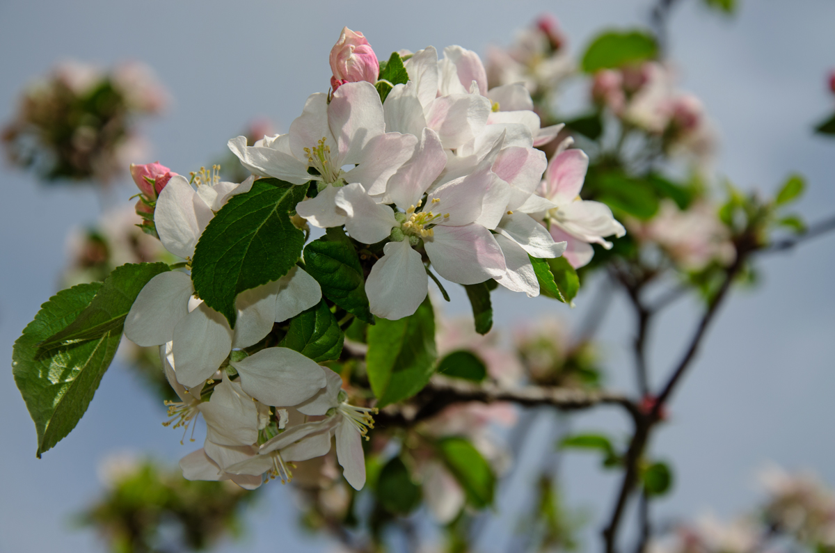 Apfelblüten, 24. April 2016