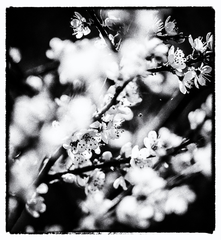 Apfelblüten