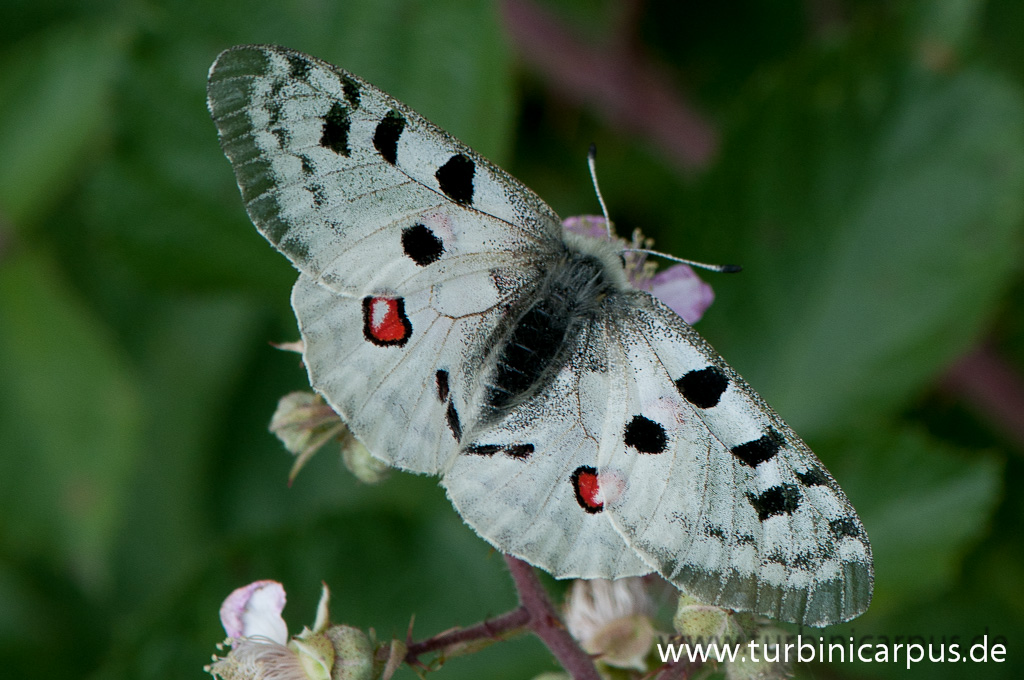 Apollofalter   Moseltal