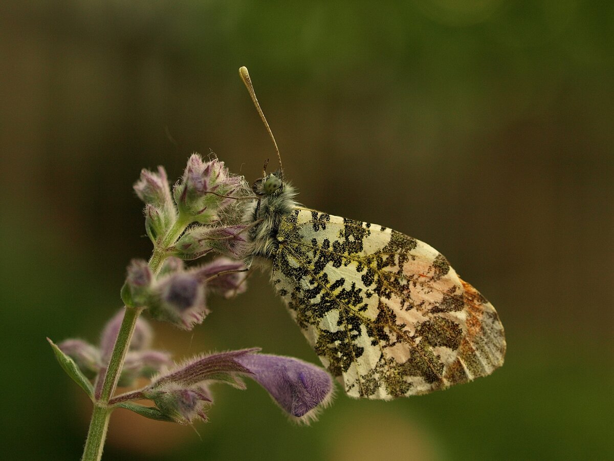 Apollofalter