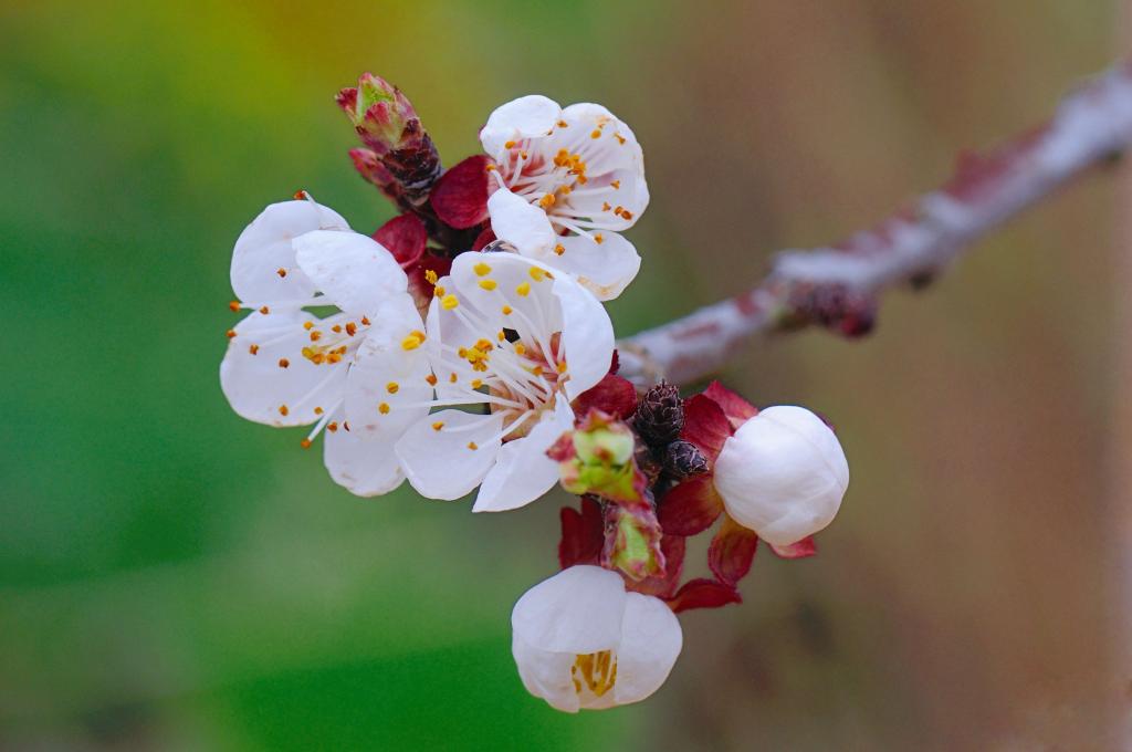 Aprikostenblüten