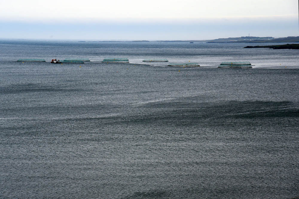 Aquakulturen Island, Ostküste --- DSC_7183FK Kopie.jpg