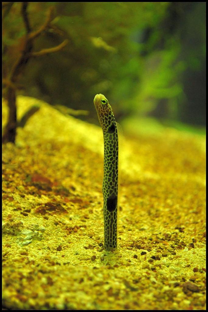 Aquarium