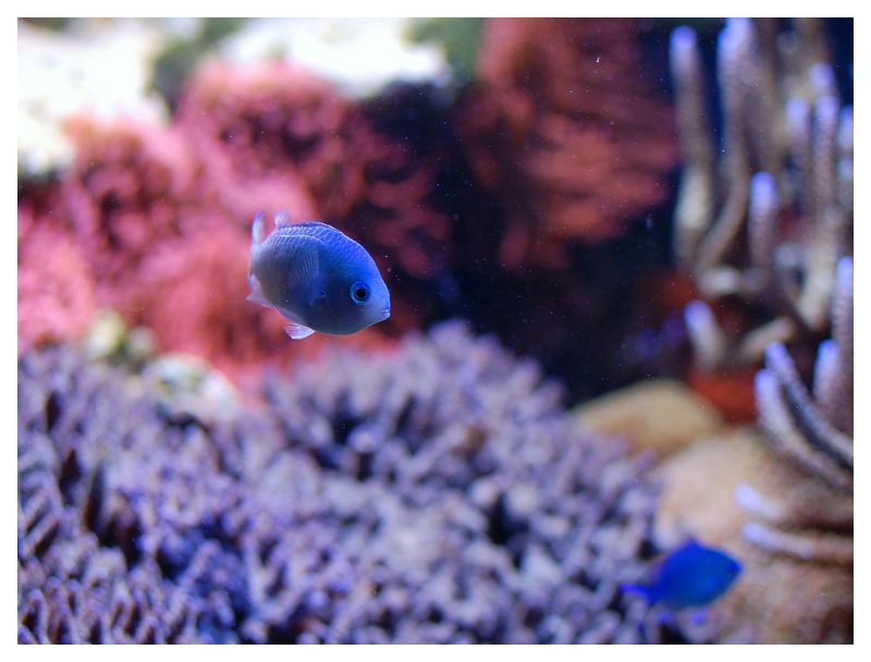 Aquarium