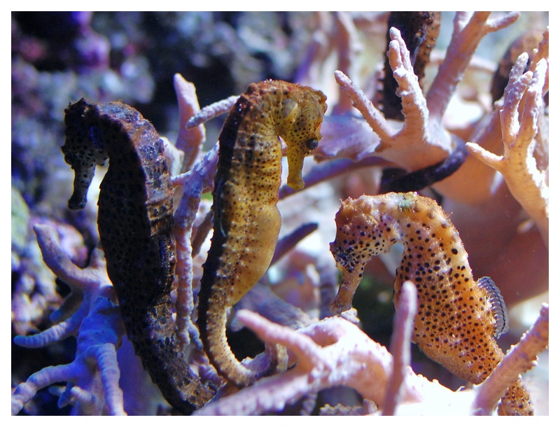 Aquarium