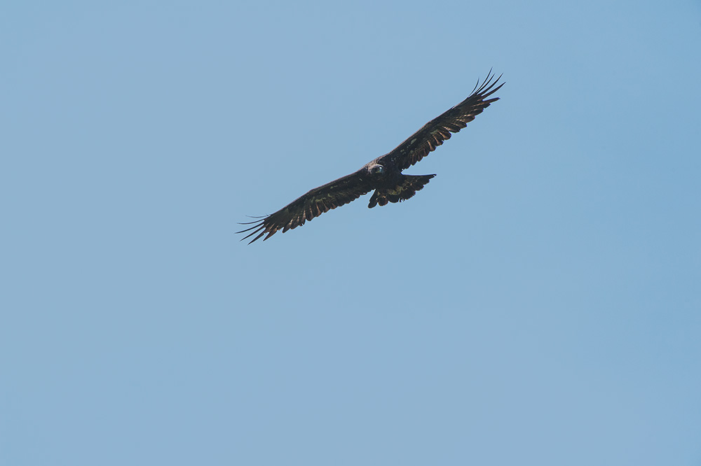 (Aquila chrysaetos)