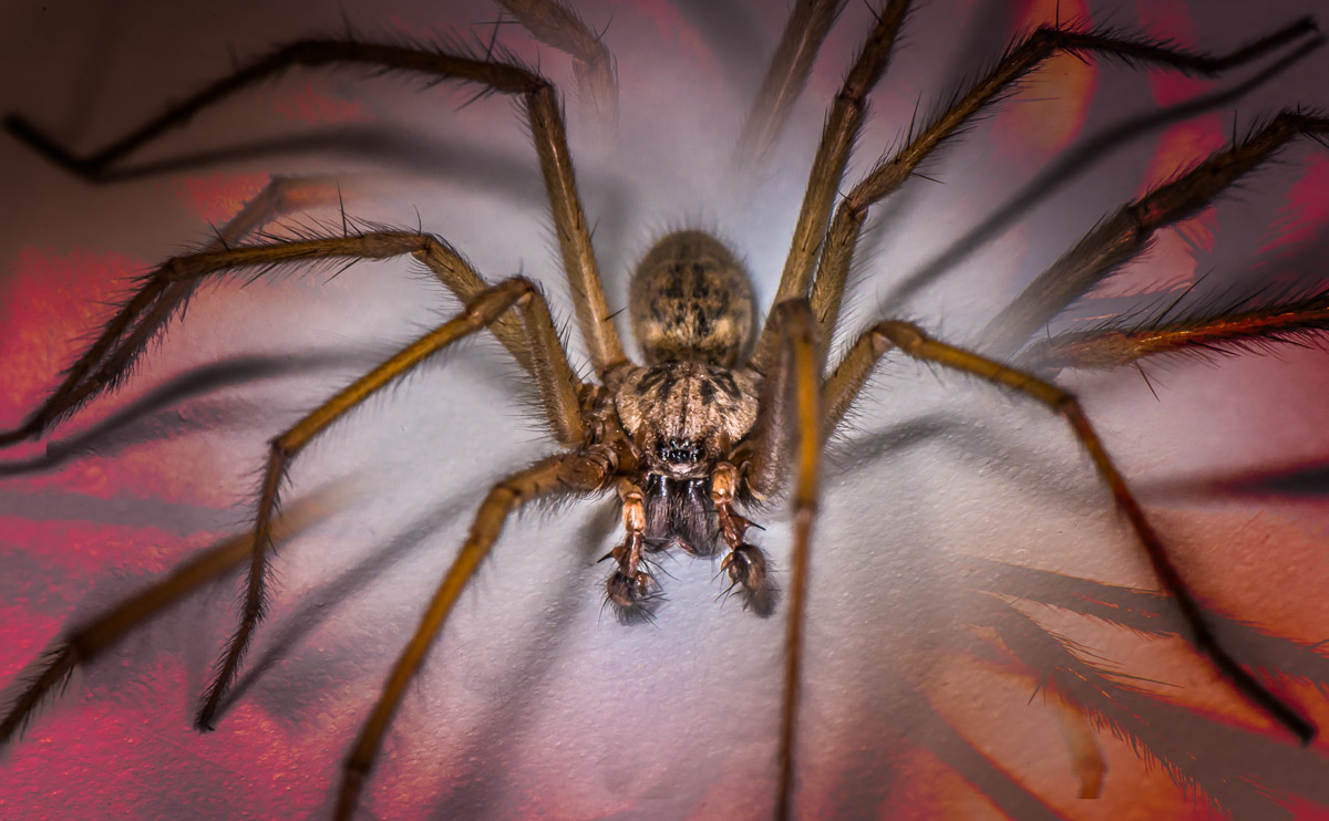Arachnophobia