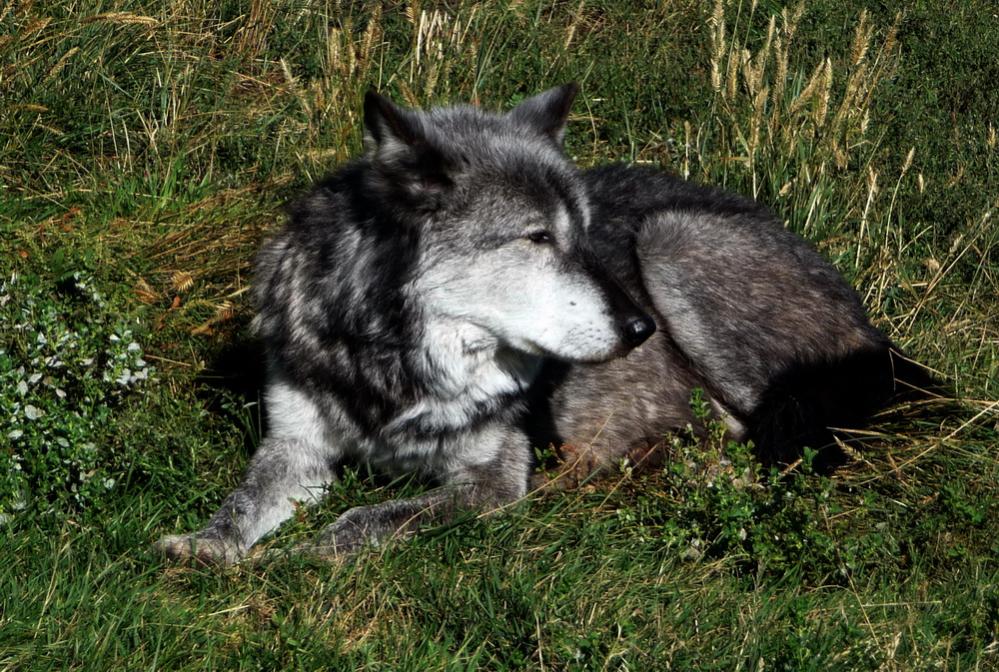 Arctic Wolf