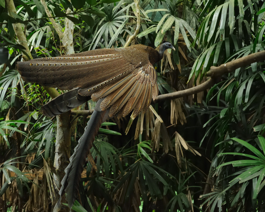 Argusfasan
Taipei Zoo