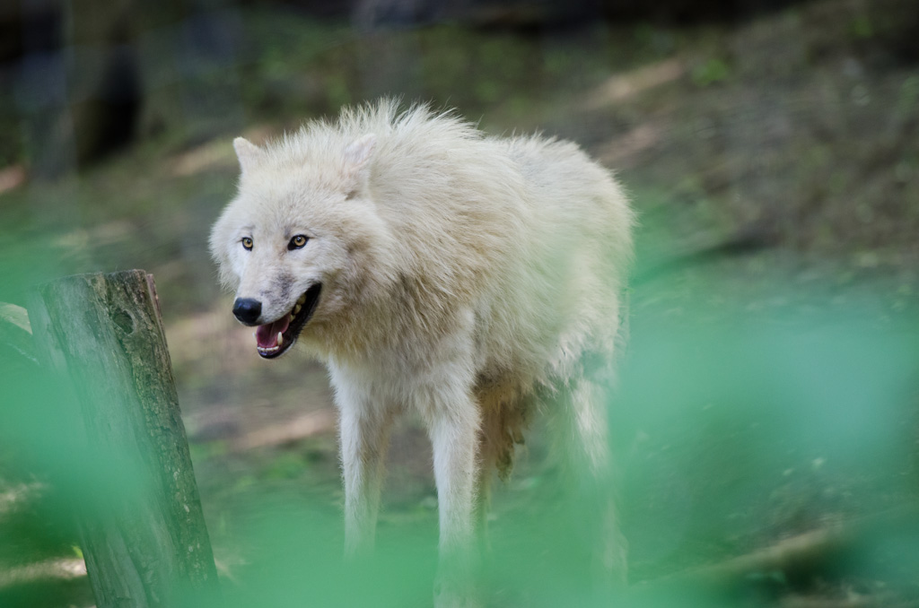 Arktischer Wolf / Tiergarten Schönbrunn