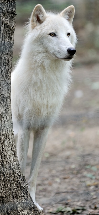 Arktischer Wolf