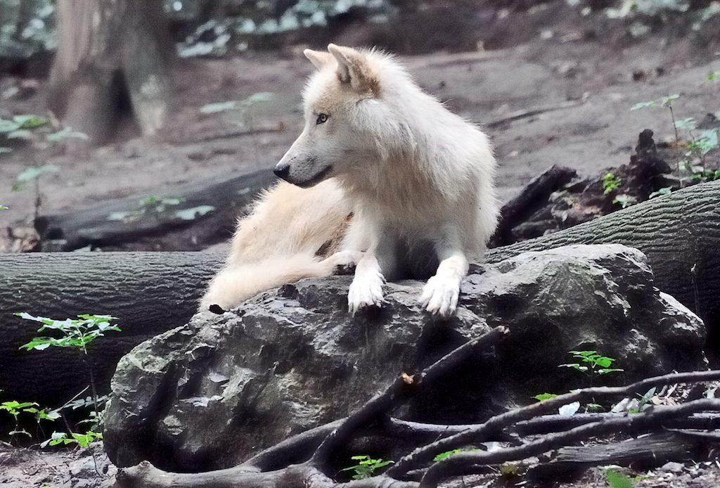 Arktischer Wolf