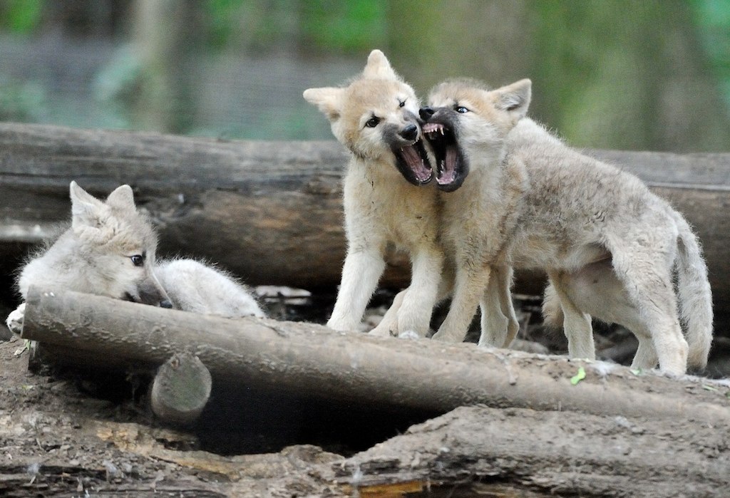 Arktischer Wolf