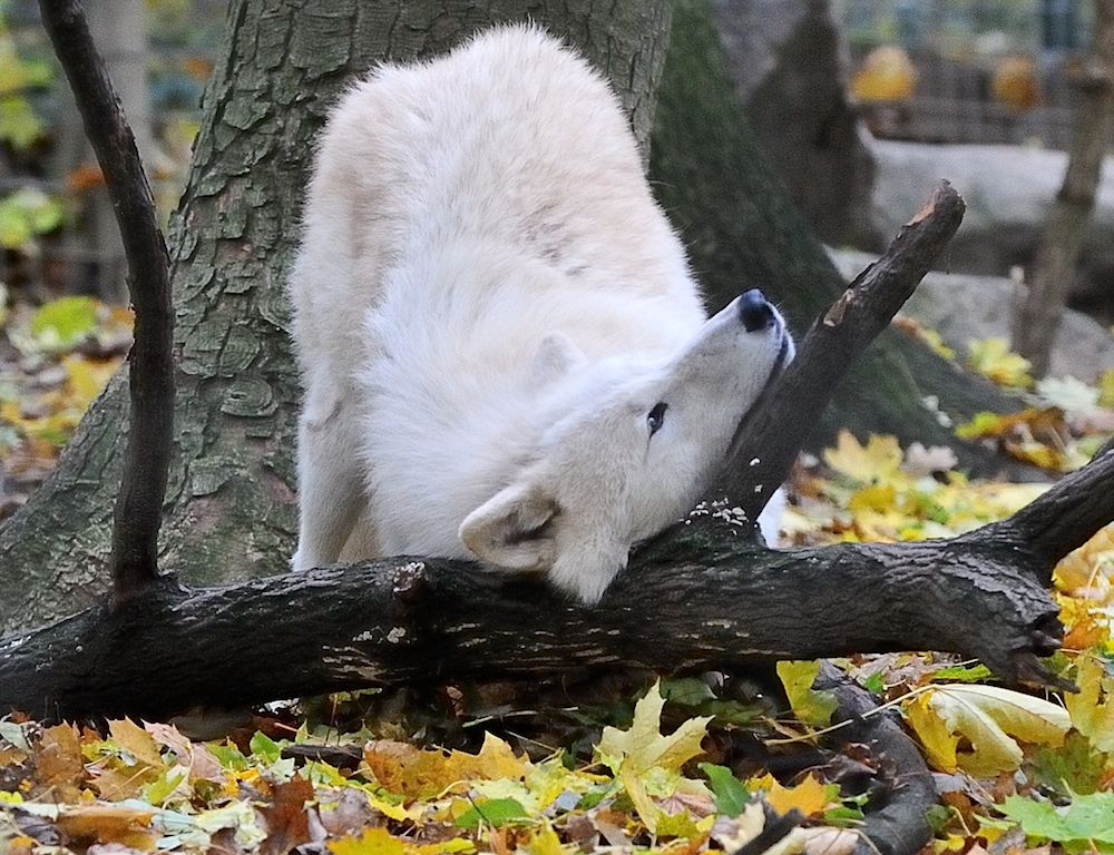 Arktischer Wolf
