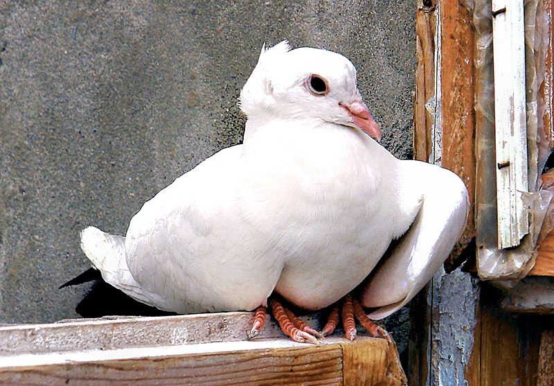 armenian dove