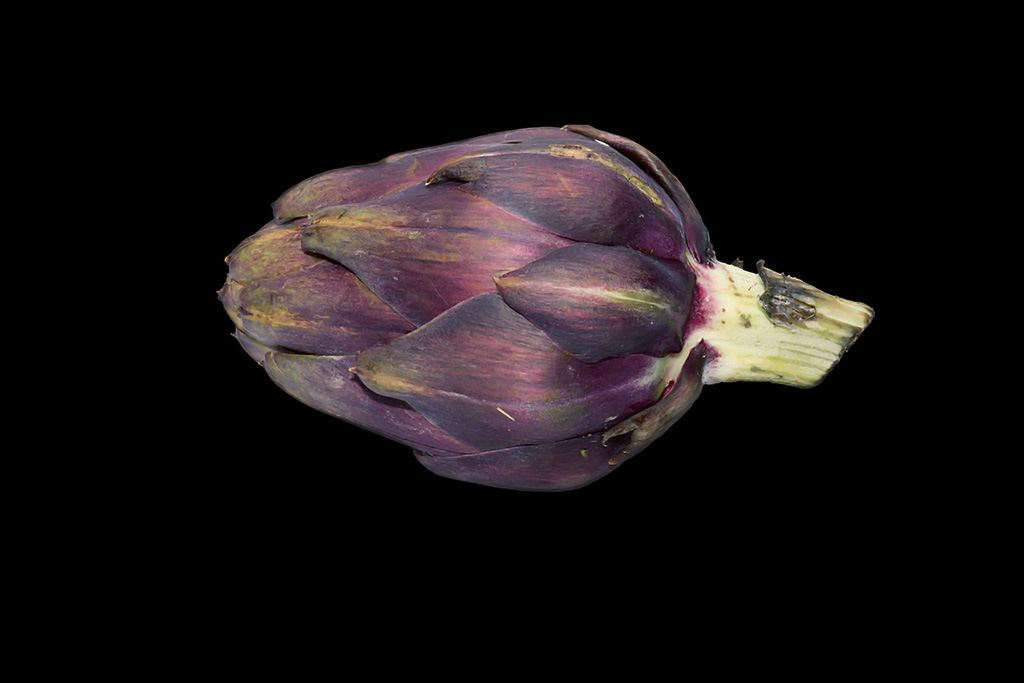 artichoke 1024