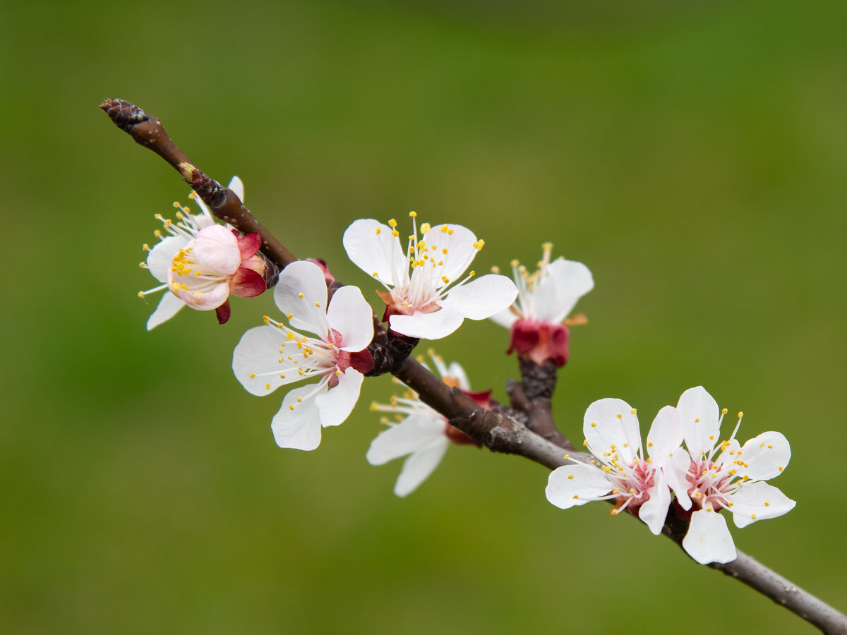 Ast mit Marillenblüten.jpg