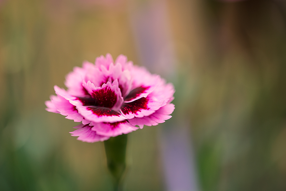 Aster 1