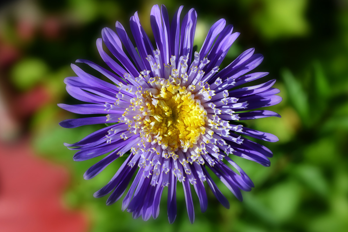 aster_1200.jpg