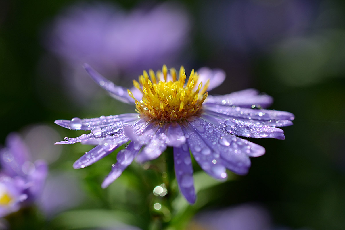 aster_3_2_1200.jpg
