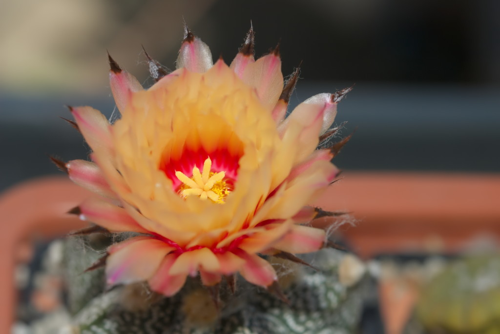Astrophytum ascap