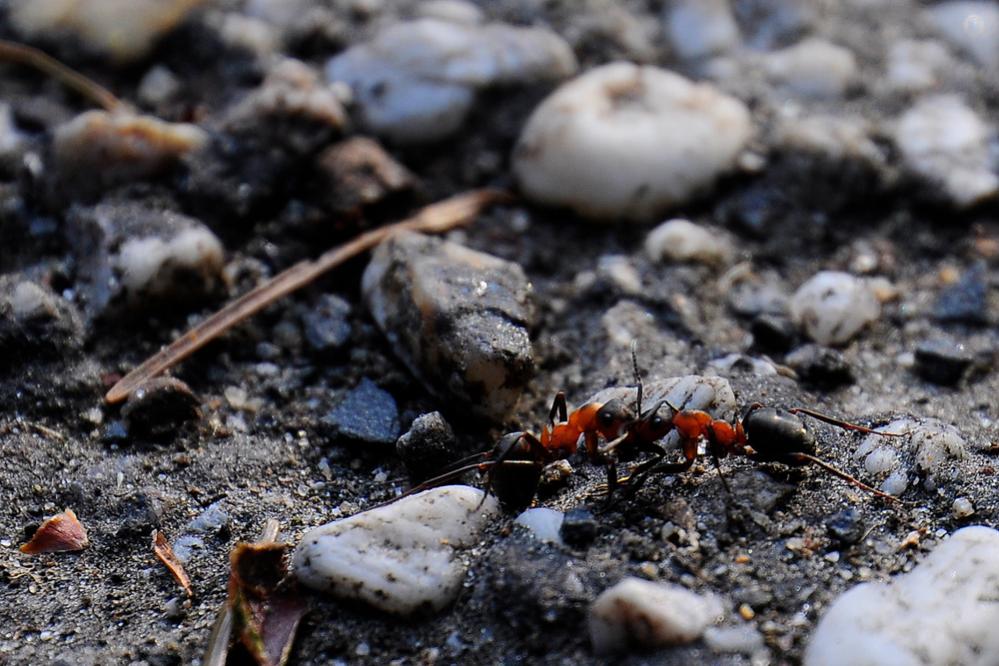 Attack of the Killer Ants!