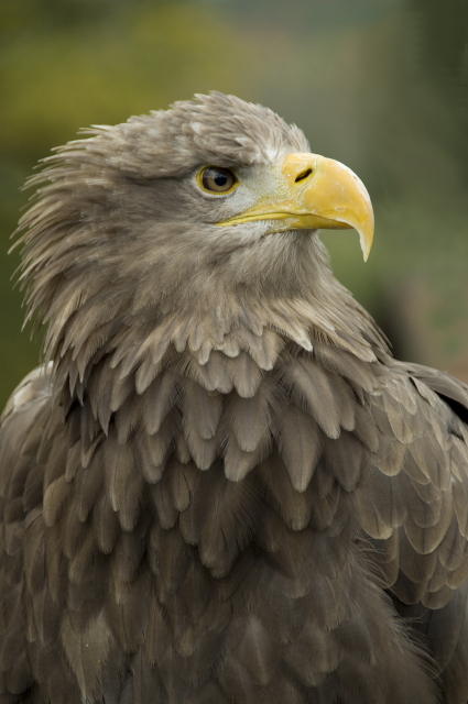 Attila