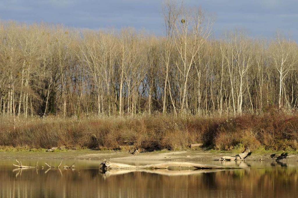 Aubäume